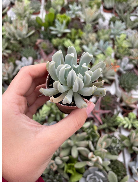 Vendita Echeveria Topsy Turvy | La Succulenta Sottosopra | MondoPiante