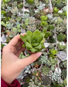 Vendita Haworthia retusa | La Succulenta Stella di Vetro | MondoPiante