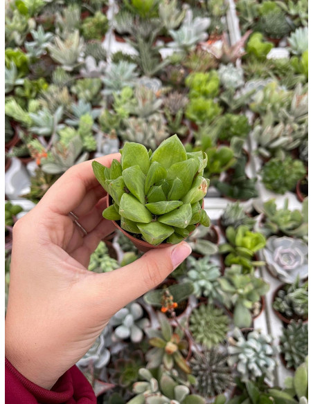 Vendita Haworthia retusa | La Succulenta Stella di Vetro | MondoPiante