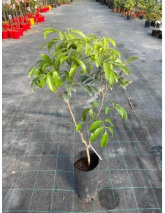 copy of Mango tree