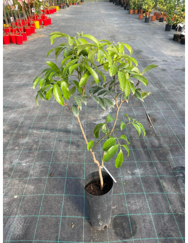 Vendita Albero di Litchi chinensis-Alberi da Frutto|Mondo Piante