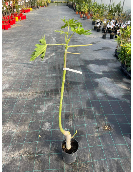 Albero di Papaya Vaso 15cm | Piante Esotiche | Mondo Piante