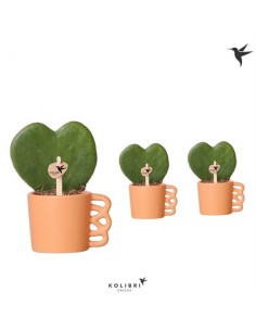 copy of Aeonium Haworthii...