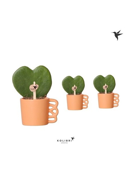 Vendita Pianta Hoya kerriiHappy - Piante Grasse-Vivaio Mondo Piante