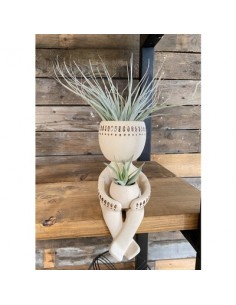 copy of Tillandsia plant on...