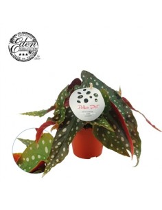 Pianta Begonia leaf...