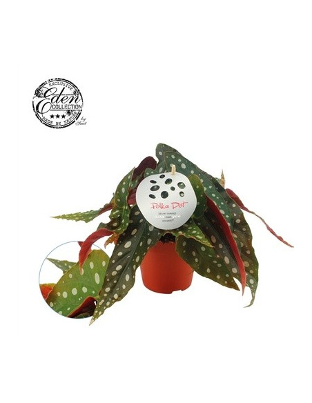 Vendita Pianta Begonia Maculata 12cm-Piante Verdi|Mondo Piante