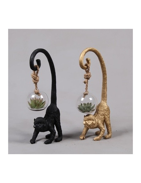 Vendita Pianta succulenta con scimmia-Piante Verdi|Mondo Piante