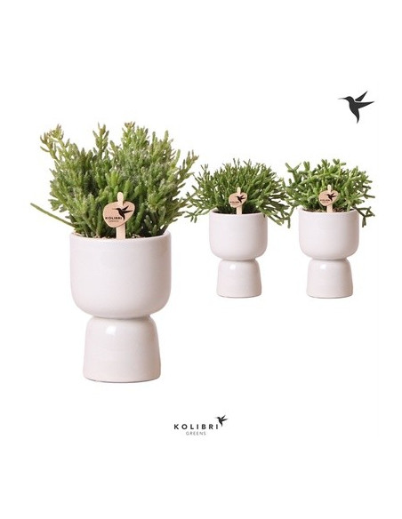 Vendita Pianta Rhipsalis Trophy Grey Pot-Piante Verdi | Mondo Piante