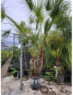 copy of Pianta Westringia...