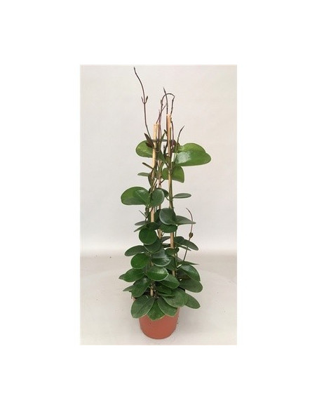 Aeonium Haworthii Plant for Sale-Succulent Plants|Mondo Piante