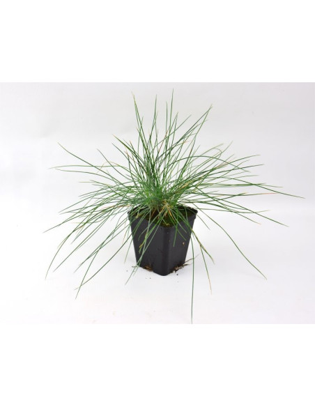 5 Piante di Festuca Argentea Vaso 7cm-Piante Da Cespuglio|Mondo Piante