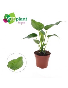 Alocasia Cucullata plant