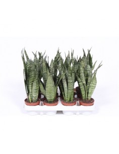 Pianta Sansevieria... 2