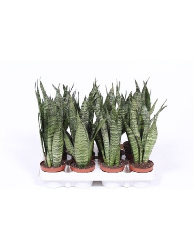 Vendita Pianta Sanseveria Zeylanica Vaso 12cm-Piante Verdi|Mondo Piante