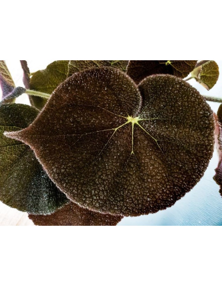Vendita Pianta Begonia Masoniana River 17cm-Piante Verdi|Mondo Piante