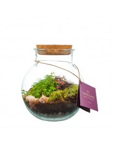 Terrarium 'Venus' Diametro... 2