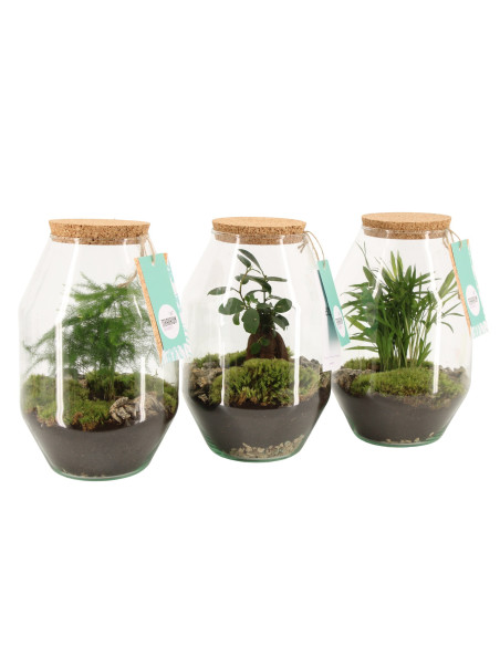 Vendita Online Terrarium Mix piante - Terrarium |Vivaio Mondo Piante