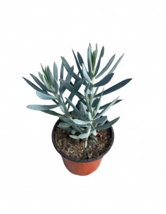 Pianta Grassa Senecio ficoides 2