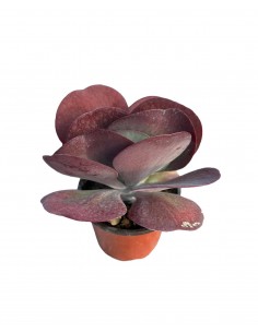Pianta Grassa Kalanchoe... 2