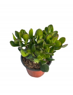 Pianta Grassa Crassula...
