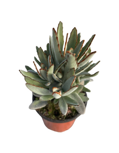 Kalanchoe Tomentosa Plant for Sale-Succulent Plants|Mondo Piante