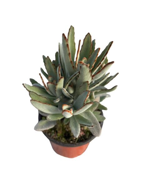 Kalanchoe Tomentosa Plant for Sale-Succulent Plants|Mondo Piante
