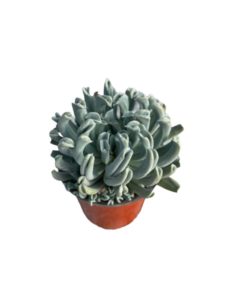 Vendita Echeveria Topsy Turvy | La Succulenta Sottosopra | MondoPiante