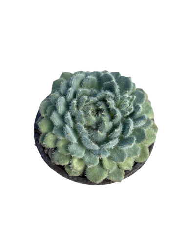 Vendita Pianta Grassa Echeveria Setosa-Piante Grasse | Mondo Piante