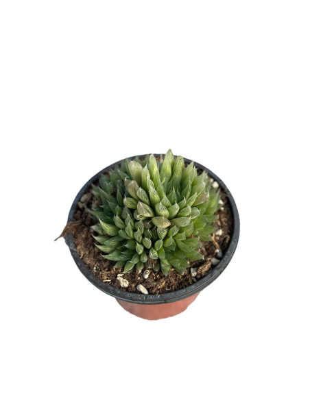 Haworthia Fasciata Plant for Sale-Succulent Plants|Mondo Piante