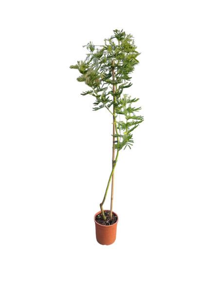 Vendita Pianta di Mimosa Altezza 120/140cm - Alberi OnLine|MondoPiante