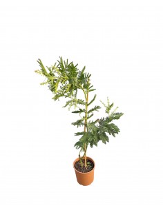 copy of Acacia tree