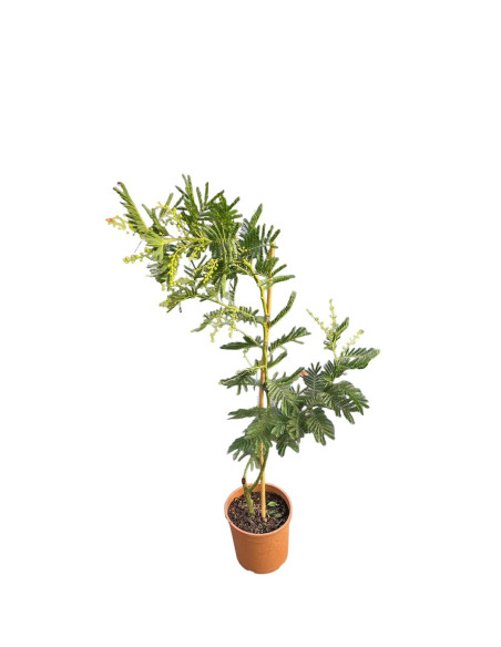 Vendita Albero di Mimosa - Alberi da Giardino OnLine | Mondo Piante