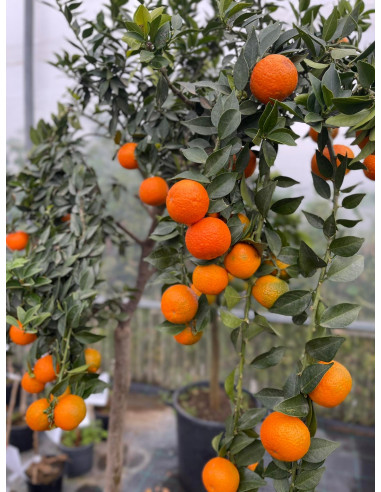 Albero di Chinotto in Mastello | Mondo Piante