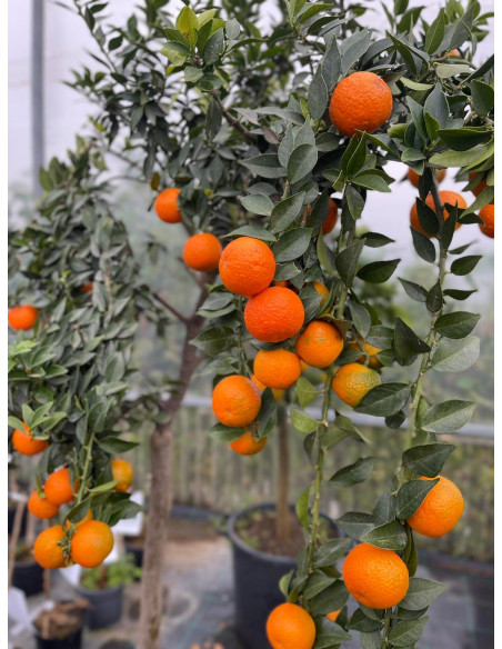 Albero di Chinotto in Mastello | Mondo Piante
