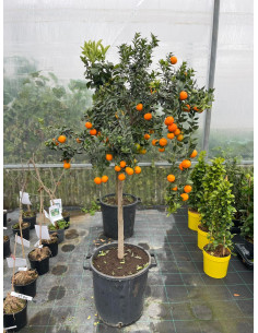 Albero di Chinotto in Mastello | Mondo Piante