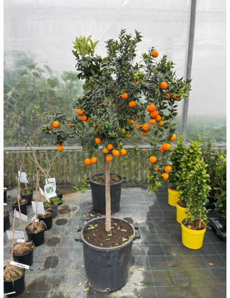 Albero di Chinotto in Mastello | Mondo Piante
