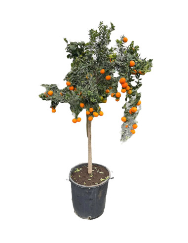 Albero di Chinotto in Mastello | Mondo Piante