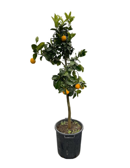 Albero di Arancio Tarocco in Mastello | Mondo Piante