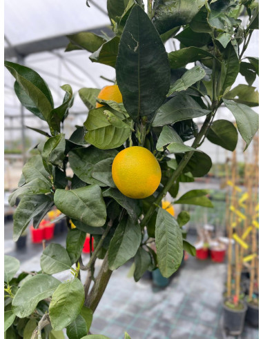 Vendita Albero Arancio Tarocco in Mastello - di Agrumi | Mondo Piante