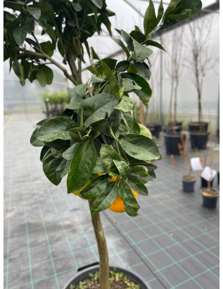 Albero di Arancio Tarocco in Mastello | Mondo Piante