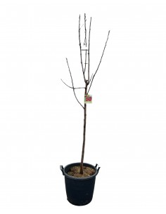 Albero di Ciliegio Ferrovia...