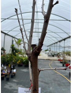 Albero di Ciliegio Ferrovia... 2