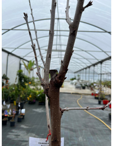 On-line Sale of the Railroad Cherry Tree-Fruit Trees|Mondo Piante