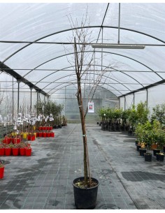 Albero di Melograno Dente...
