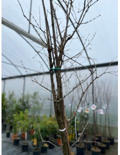 Albero di Melograno Dente... 2