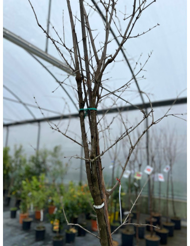 Vendita Albero Melograno Dente Di Cavallo in Mastello|Mondo Piante