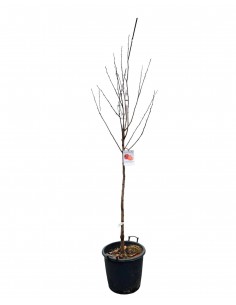 Albero di Kaki Mela in...