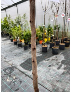 Albero di Kaki Mela in... 2