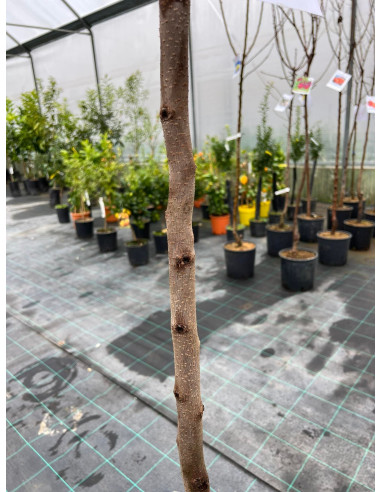 On-line Sale of the Kaki Apple Tree-Fruit Trees|Mondo Piante